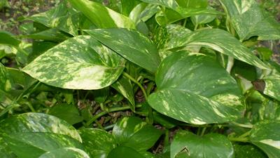 philodendron scanden